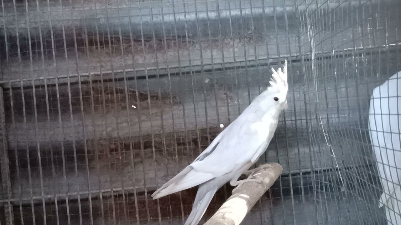 emerald white face cockatiel