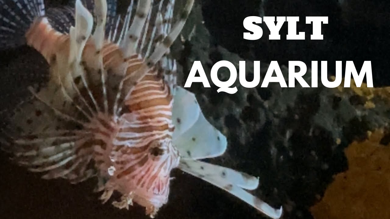 Westerland/Sylt/2022 May 🇩🇪                ( 🐠 SYLT - AQUARIUM 🐡 )