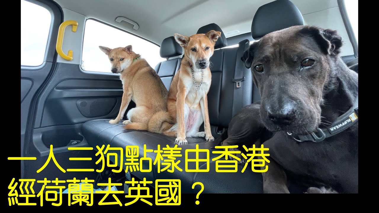 一人三狗點樣由香港飛荷蘭再去英國？