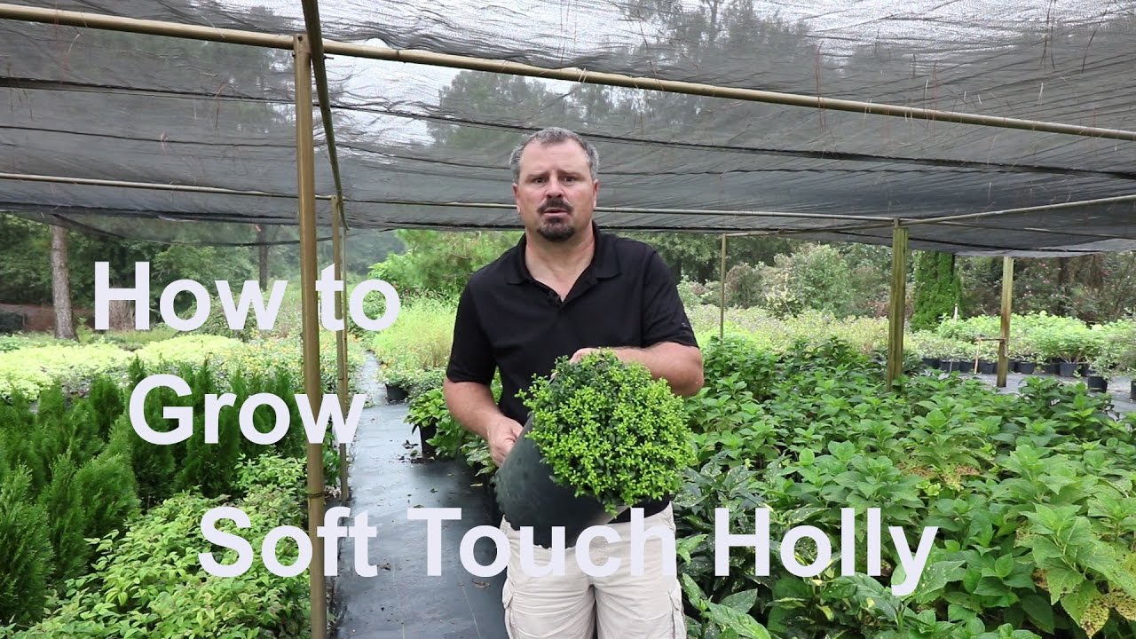 How to grow Soft Touch Holly with detailed description