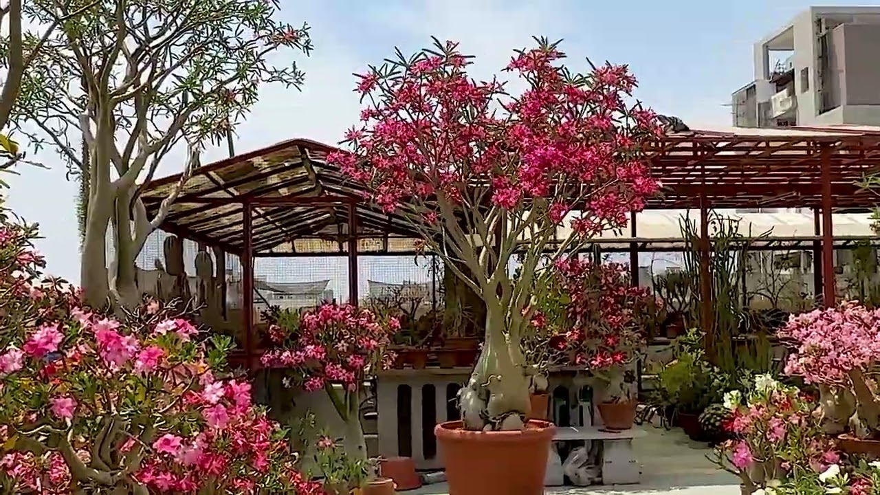 Adeniums