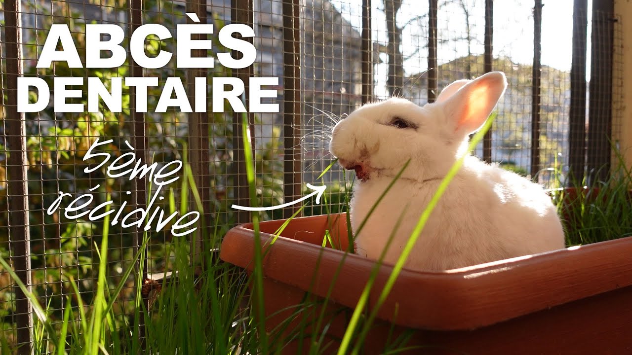 Abcès dentaire de mon lapin Giada - Récidives - Thérapie laser