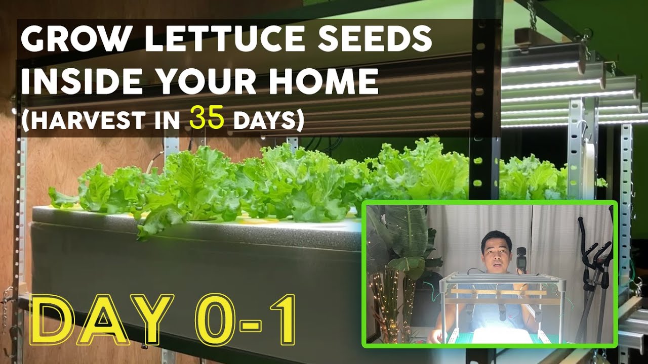 How to Grow and Harvest Hydroponic Lettuce Inside Your Home in 35 days PART 1  | Day 0-1