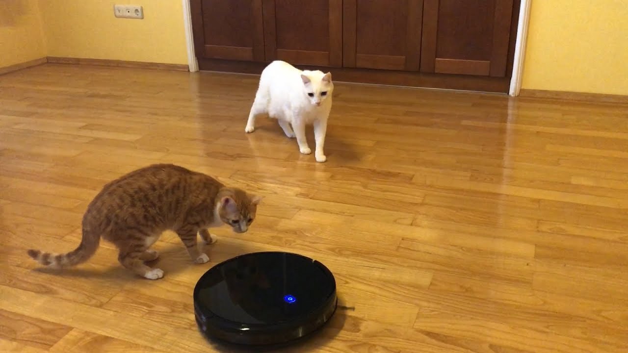 Two Cats and One Common Enemy (Robot Vacuum Pushes Cat Under Couch - UNCUT)