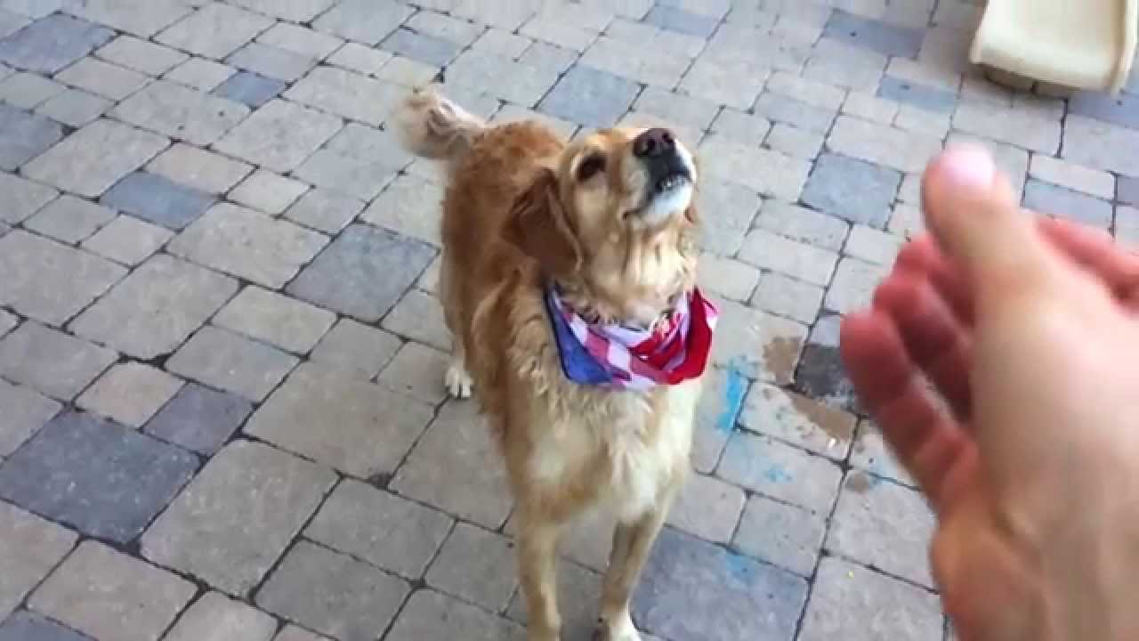 Fritz Learns to Catch Compilation #1