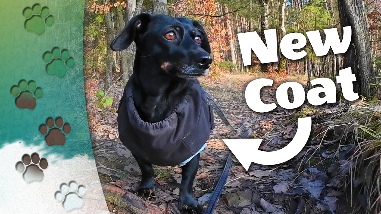 It’s Thawing! ❄️☀️ First Walk in the Woods With My New Coat aka the Sausage Suit 🐾 Linni Outside