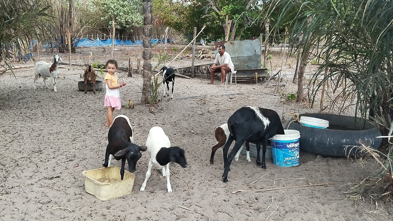 VEJA COMO ESTÁ NOSSOS ANIMAIS NO SÍTIO 