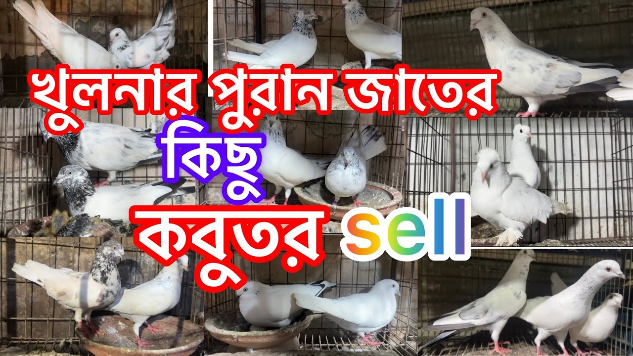 খুলনার পুরানজাতের কিছু ভালো মানের কবুতর sell হবে || Highflying pigeon by Khulna| Khulna pigeon zone 