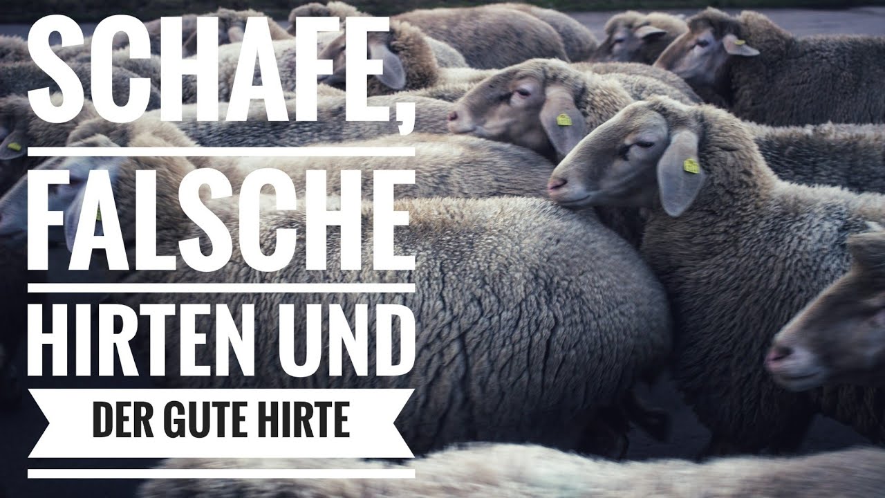 Schafe, falsche Hirten und der gute Hirte