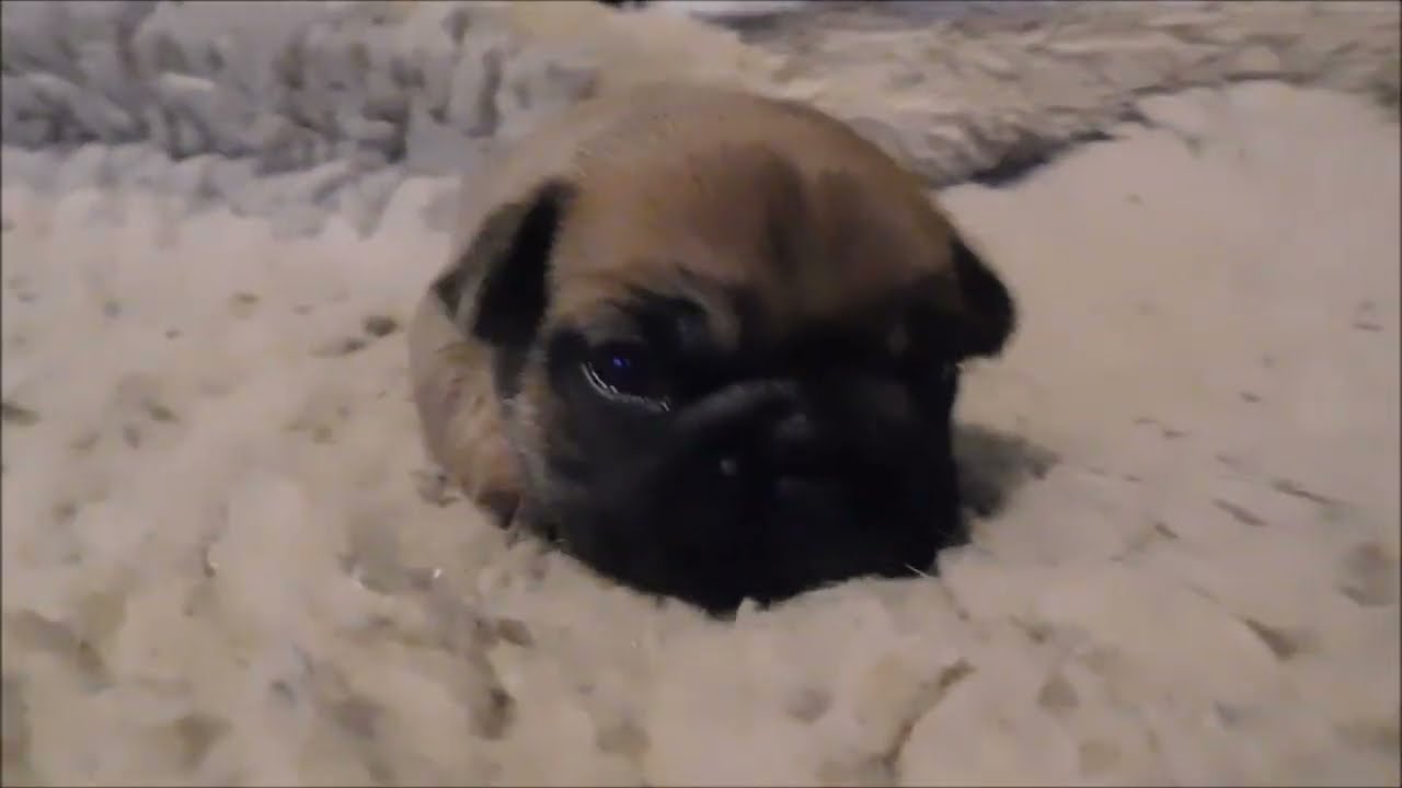 ACHILLE à 15 jours