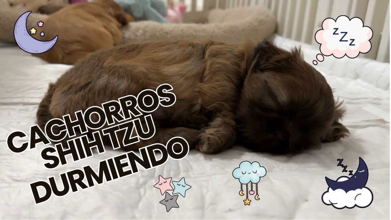 HERMOSOS Cachorros Shih Tzu DURMIENDO 💤
