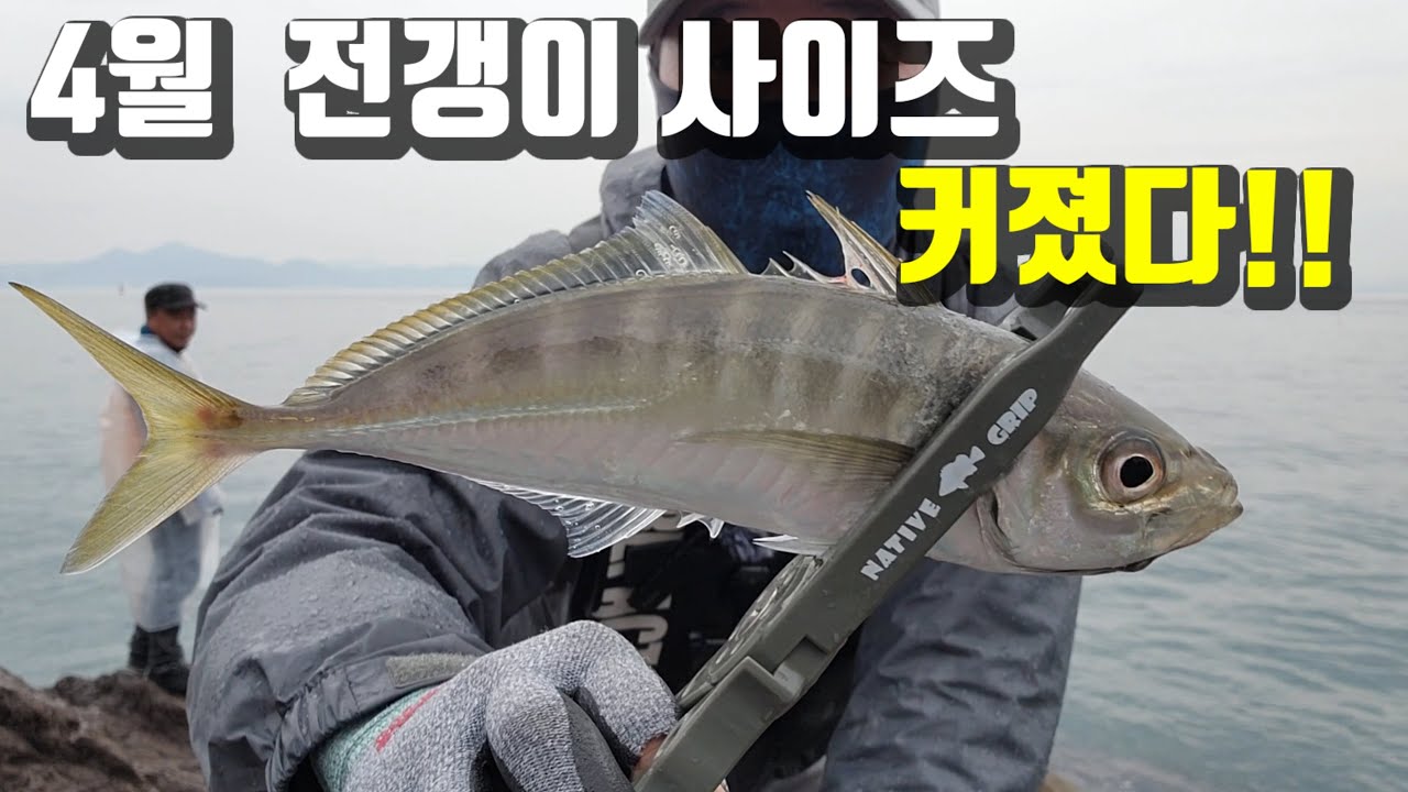 드디어!! 가덕도 전갱이 사이즈가 커졌습니다/ 이제 손맛에 입맛까지 보실수 있겠습니다/ 전갱이낚시