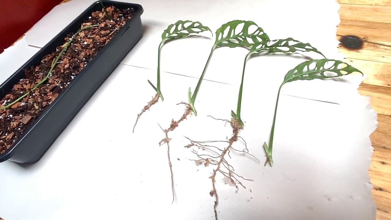 Monstera Obliqua Propagation