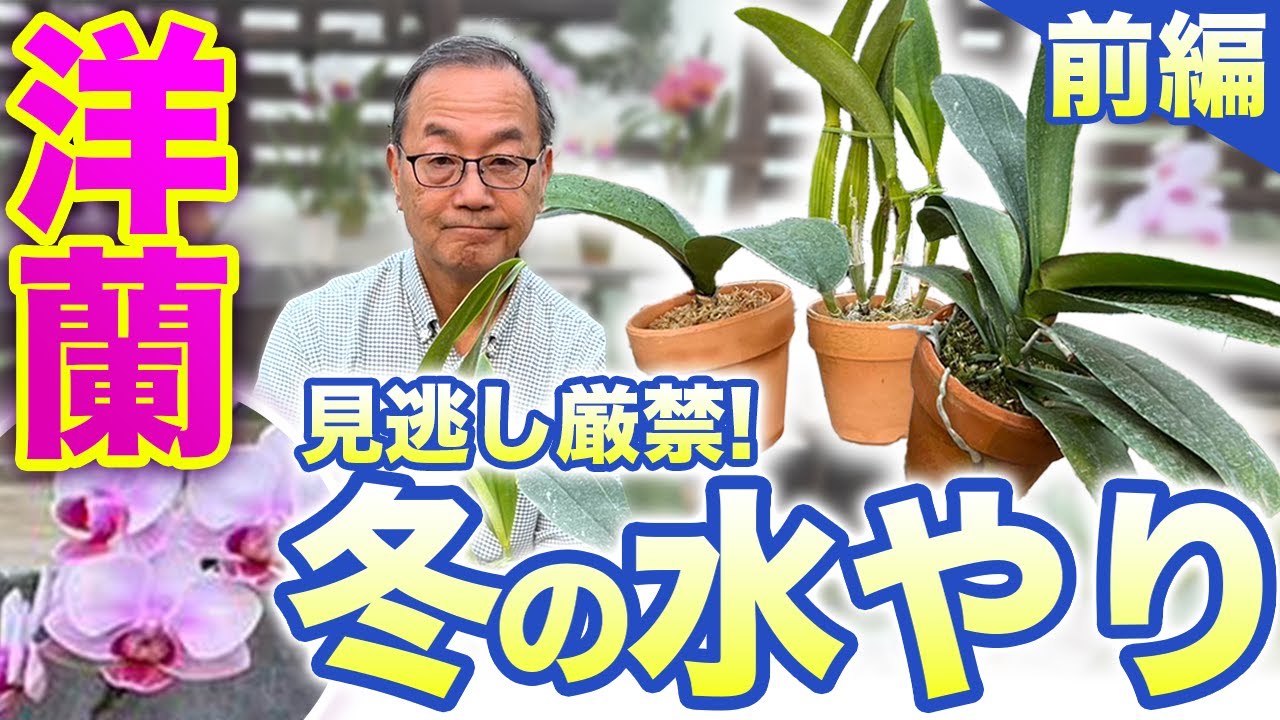 【洋蘭】冬のお悩み解決！冬の水やり方法について、解説していきます。[Orchids]Solving your winter worries!Part 1!@seedpot368  