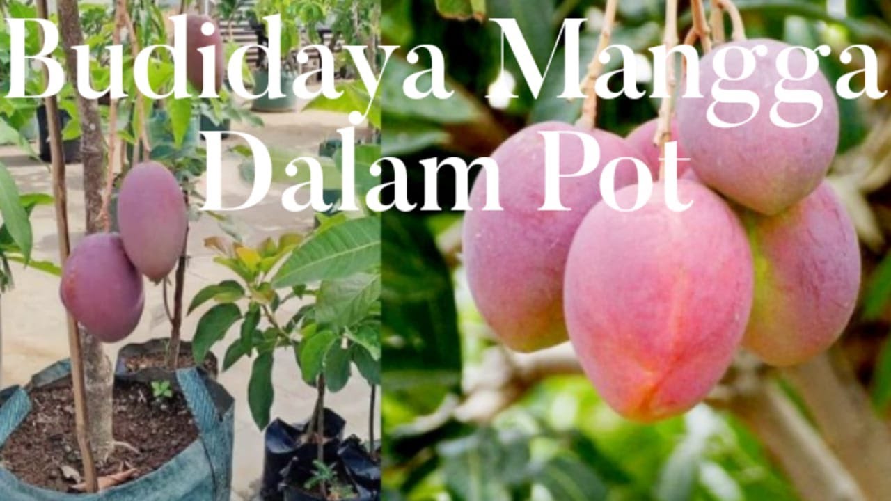 Budidaya Mangga Dalam Pot