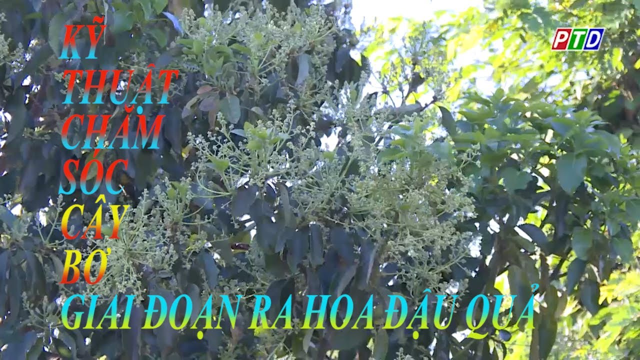 KỸ THUẬT CHĂM SÓC CÂY BƠ GIAI ĐOẠN RA HOA ĐẬU QUẢ