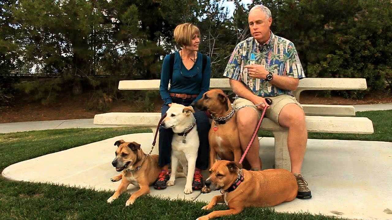 Dogs on The Run on The Best of Southern California