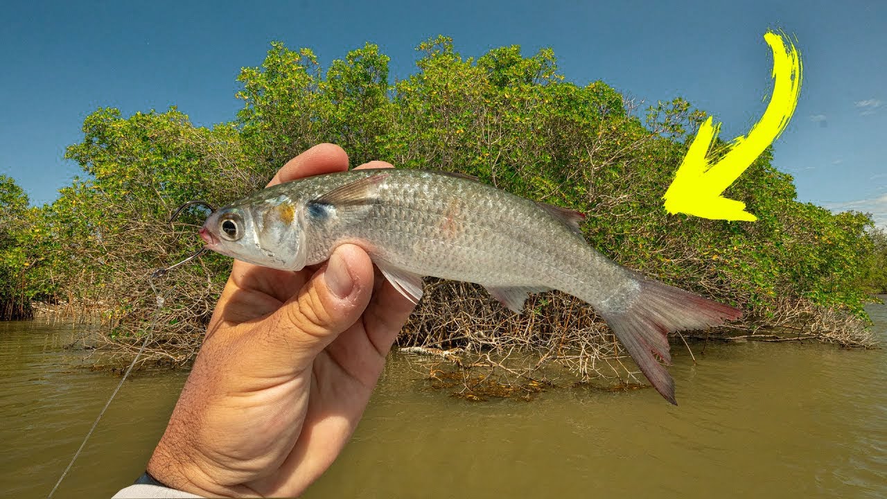 Blazin Hot Summer Fishing with Live Mullet on the EVO!