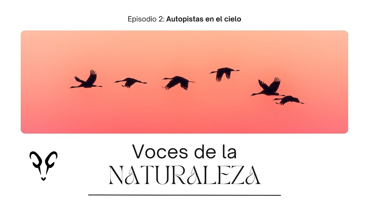 VOCES DE LA NATURALEZA | 2: Autopistas en el cielo | Con Albert Masó y Lluís Solé i Llordés