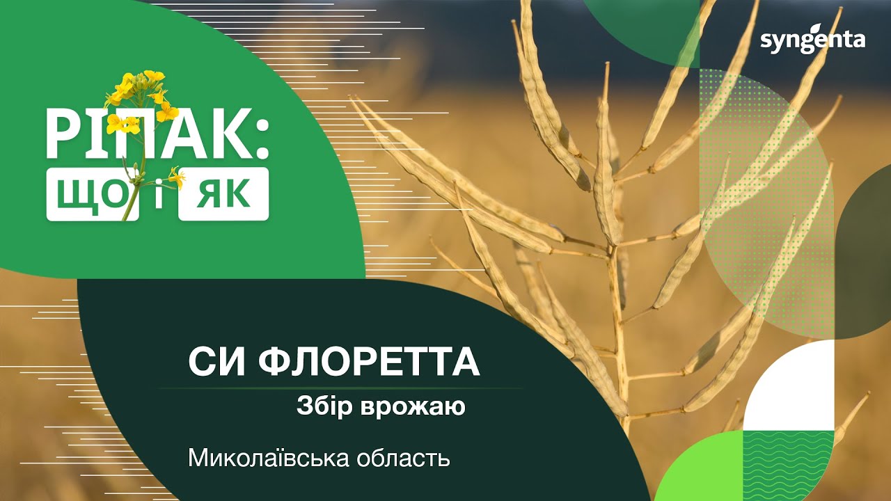 «Ріпак: що і як». Збір урожаю СИ Флоретта. Миколаївська обл.