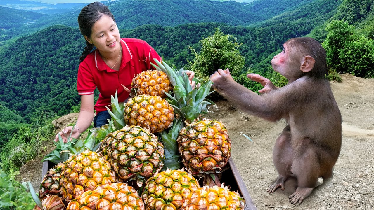 Harvesting Fresh Pineapples - Goes to market sell - Cooking and farming | Tieu Phuong Daily life