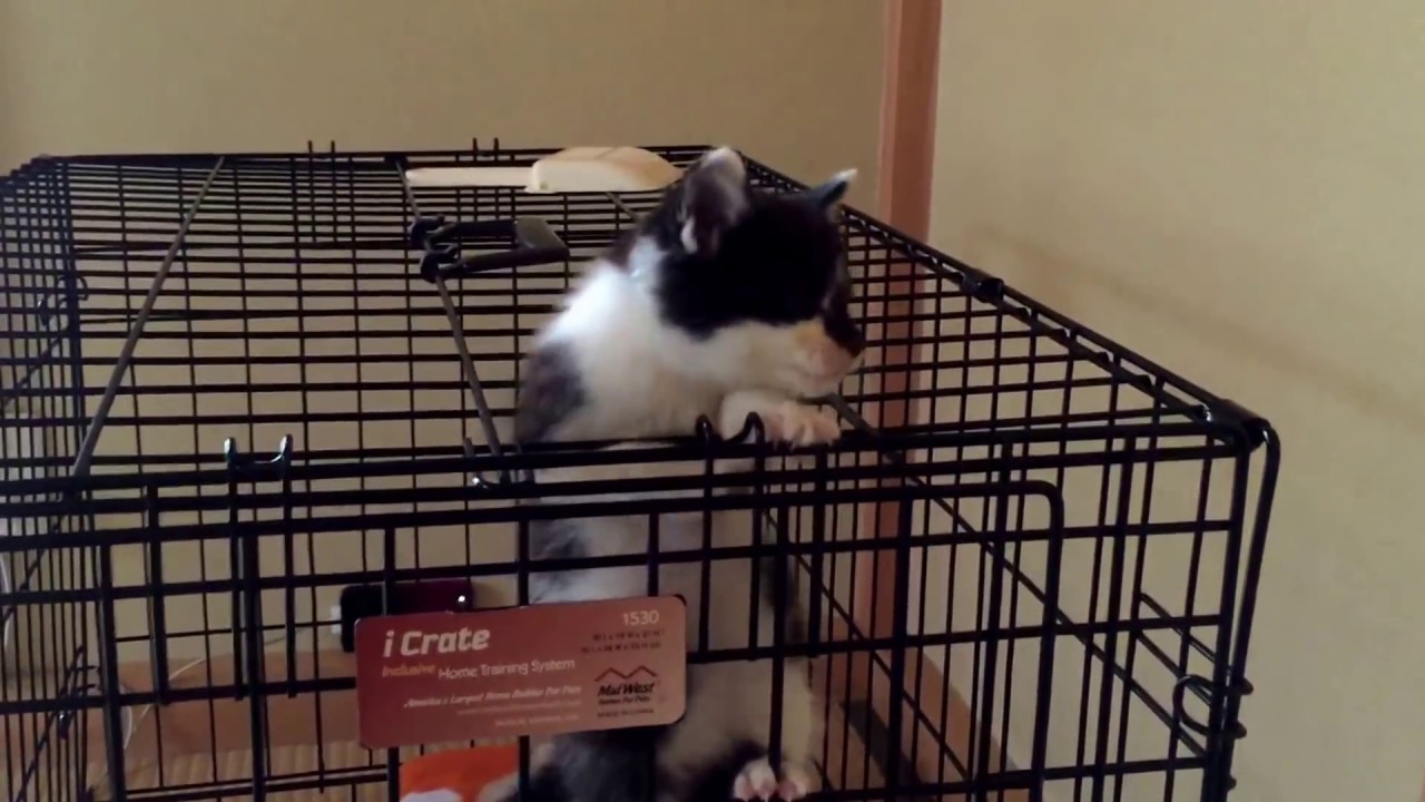 生後1ヶ月強の子猫がケージからまさかの脱走