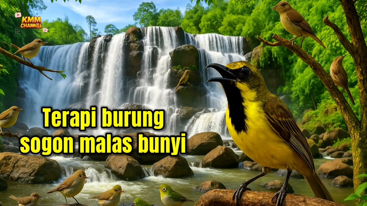 Terapi sogon BISU agar terpancing emosinya supaya rajin bunyi‼️