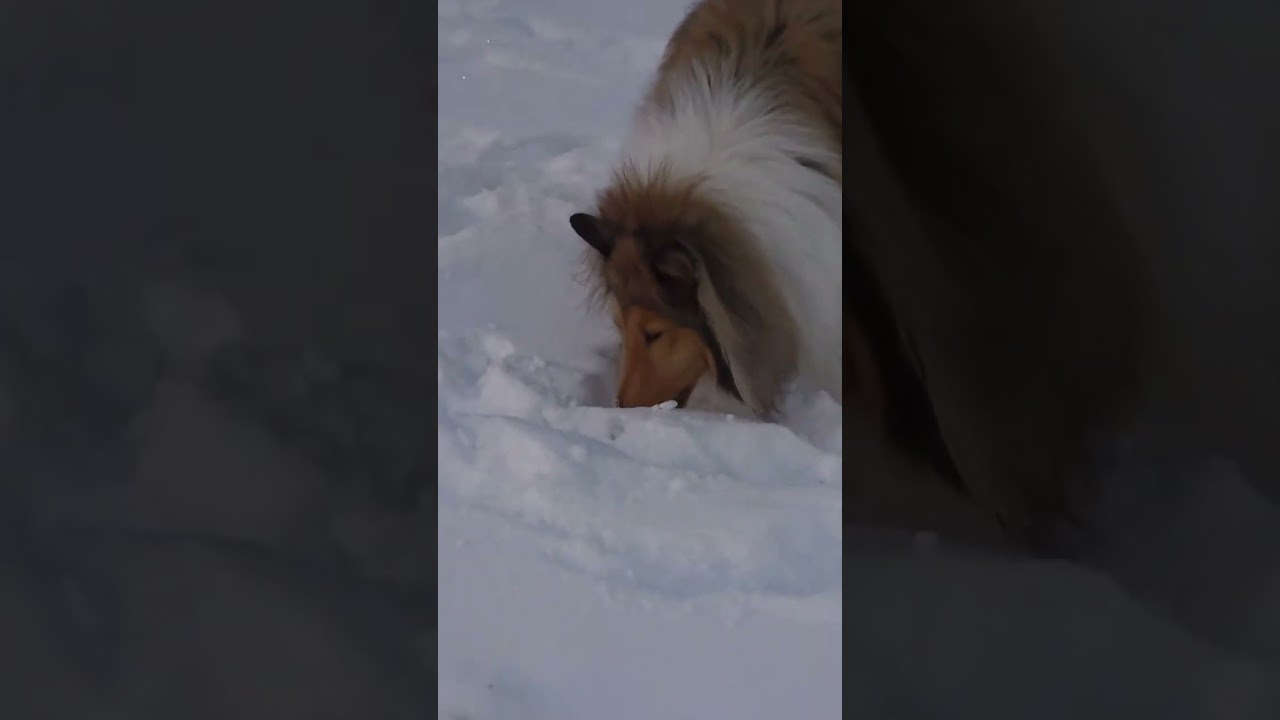 Snow snooter treat search🐾🍪🐾