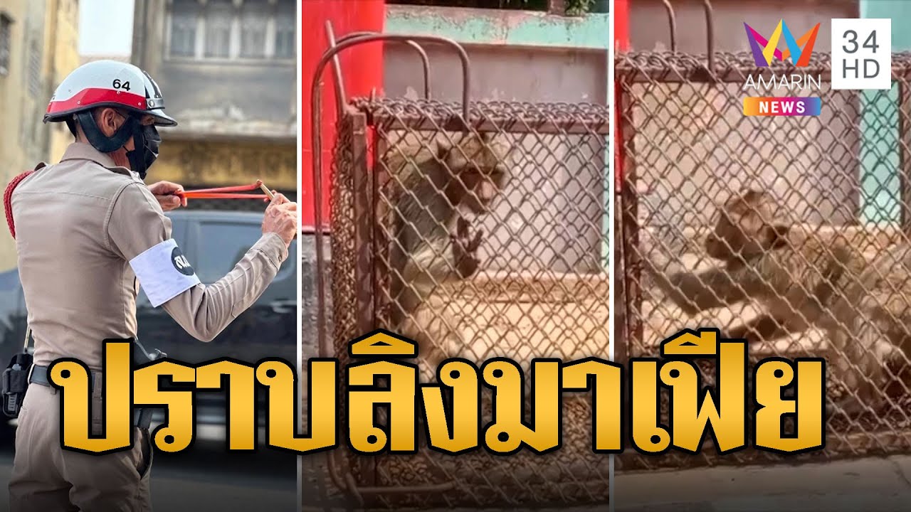 รวบ ไอ้เด่น มือขวาจ่าฝูงลิงลพบุรี ร้องเรียกพวกลั่น