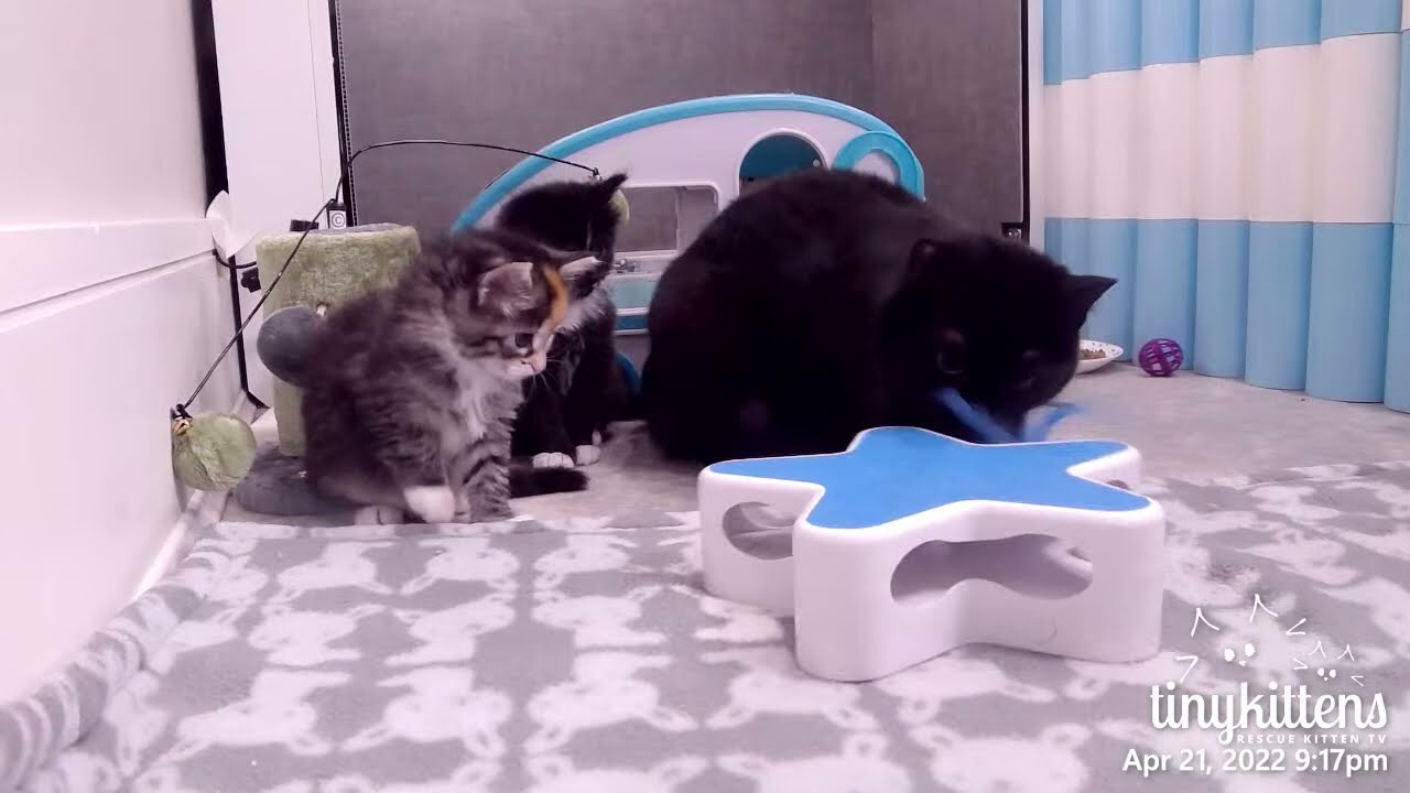 Hilarious! Mama cat attacking weird toy