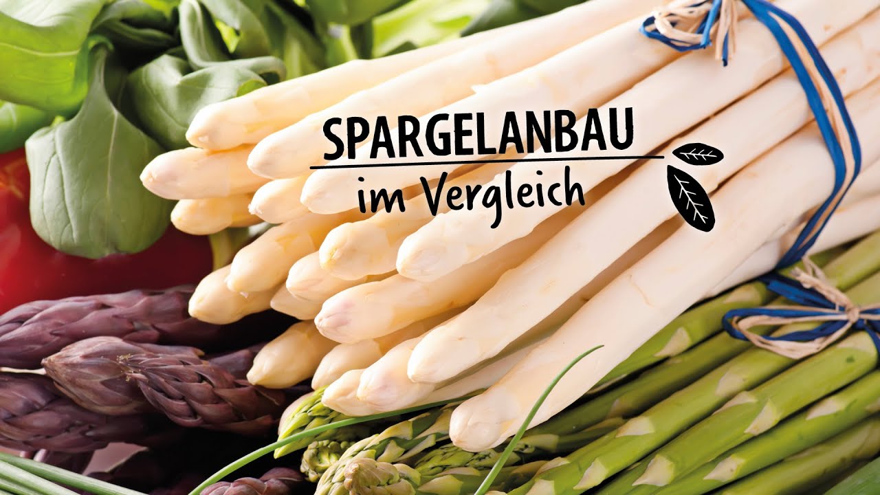 Spargelanbau im Vergleich von Bleich- und Gr&uuml;nspargel