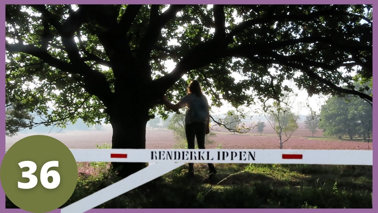 NATUURPAD BIJ DE RENDERKLIPPEN - wandelvlog 36