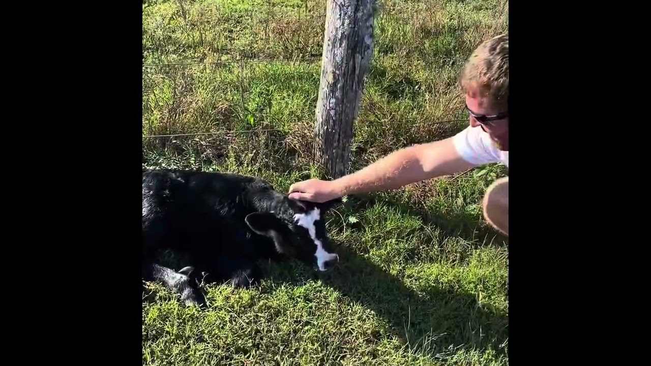 Counting the new calves!