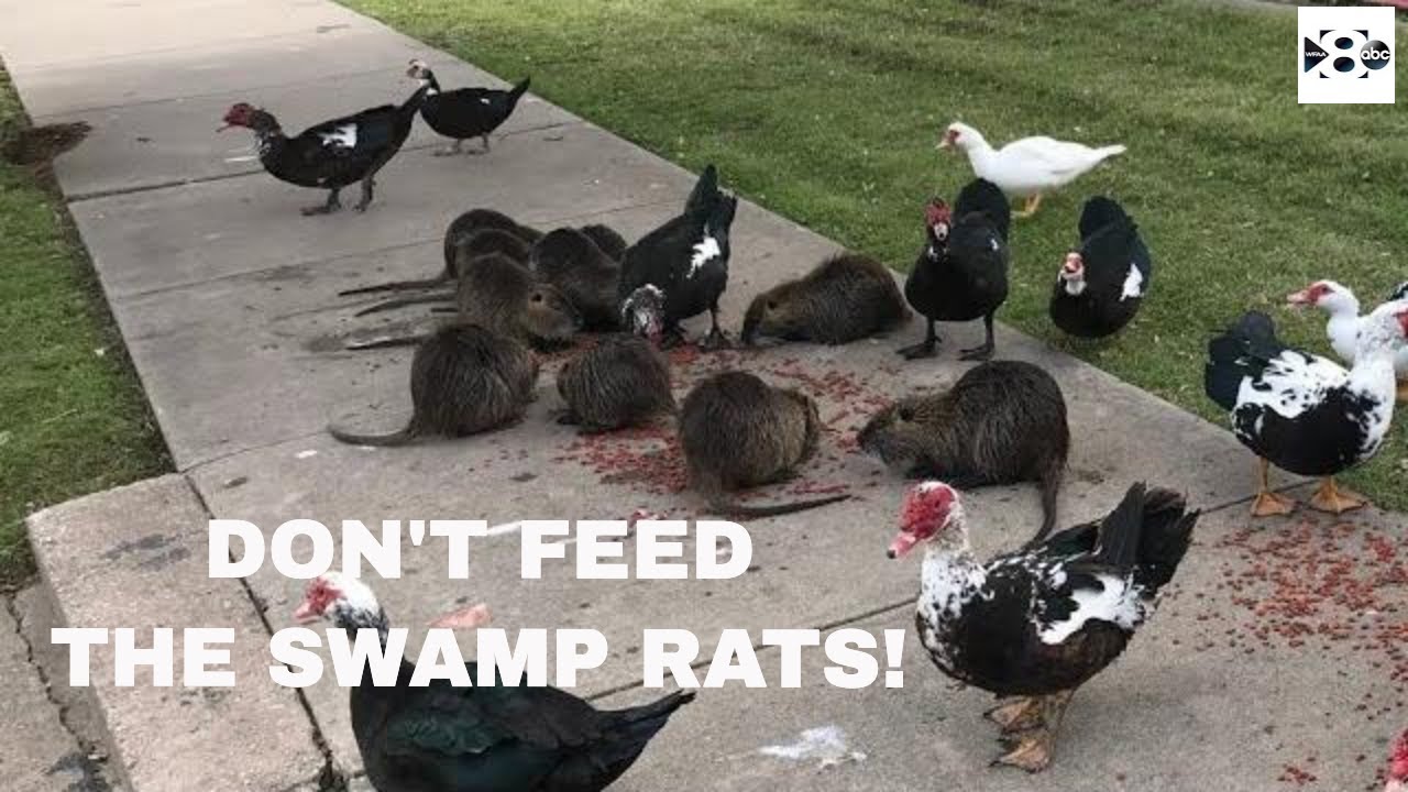 Don't feed the swamp rats at Krauss Baker Park