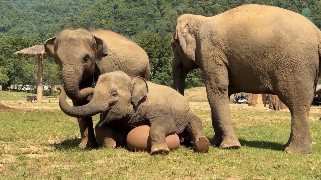 Наши молодые слоны просто в восторге от своих новых мячей для йоги! - ElephantNews