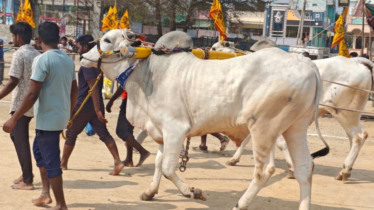 గిద్దలూరు గ్రామం ఆరు పళ్ళు విభాగం 4వ జత 4487.10