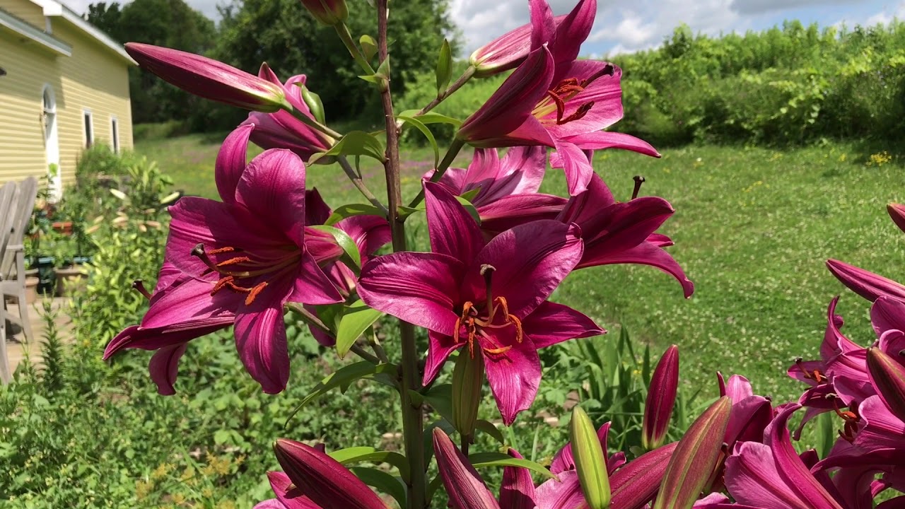 Oriental Trumpet Lilies
