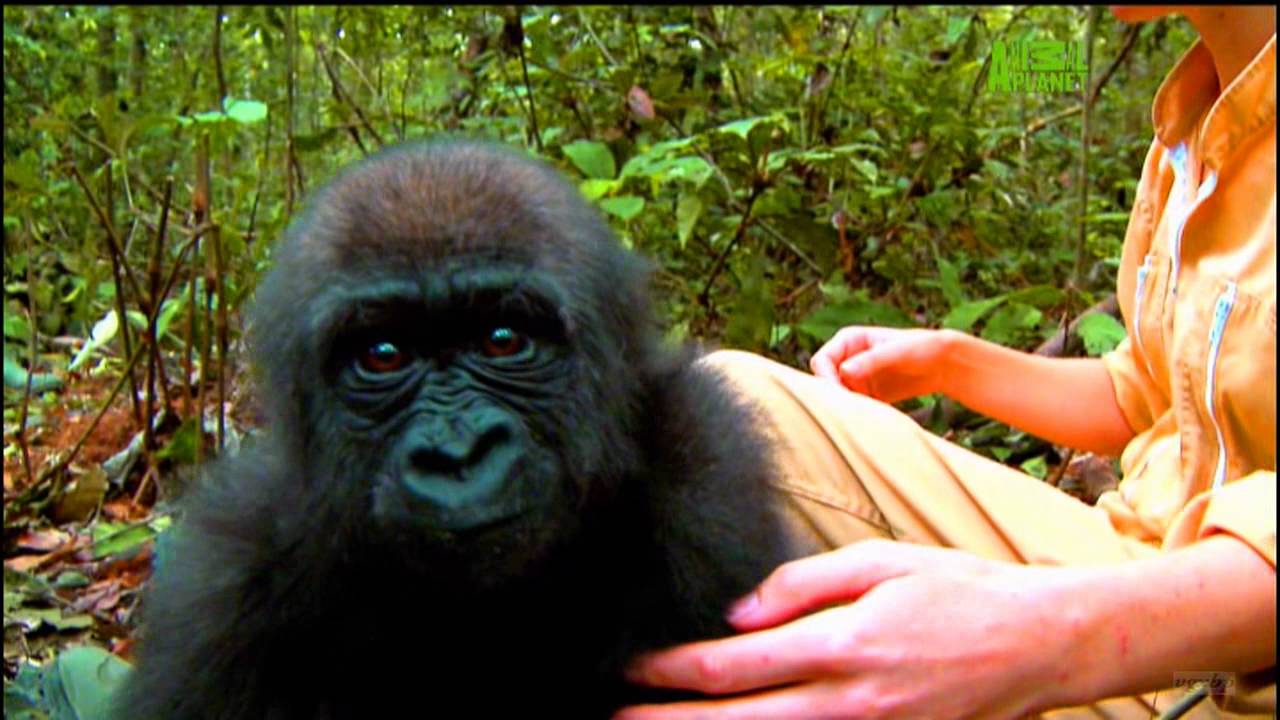 Animal Planet HD — Промо февраль 2011 720p