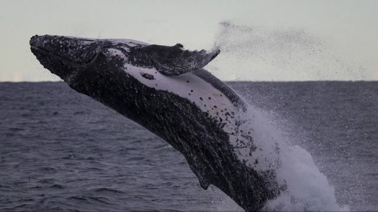 Largest Animals in the world