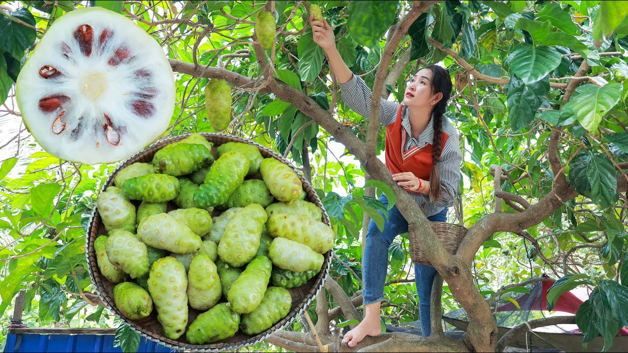 How to eat Noni fruit in my homeland | Noni fruit drinking and soup | Fresh noni  fruit recipe