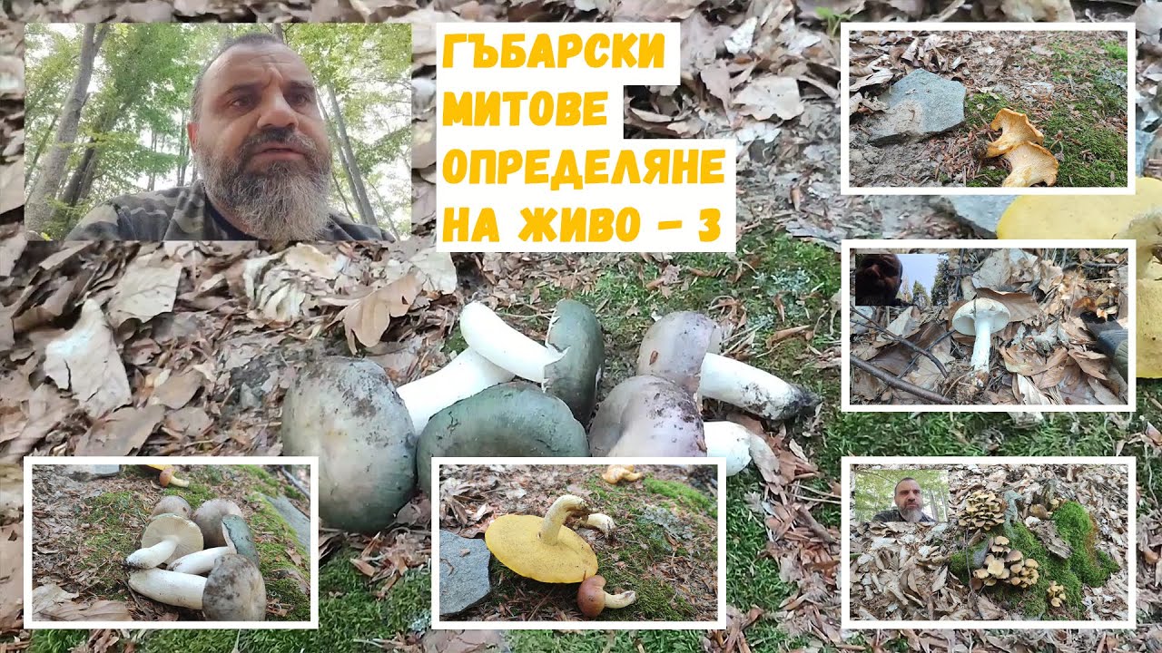 Гъбарски митове, рядък вид пачи крак и една Сърнелка