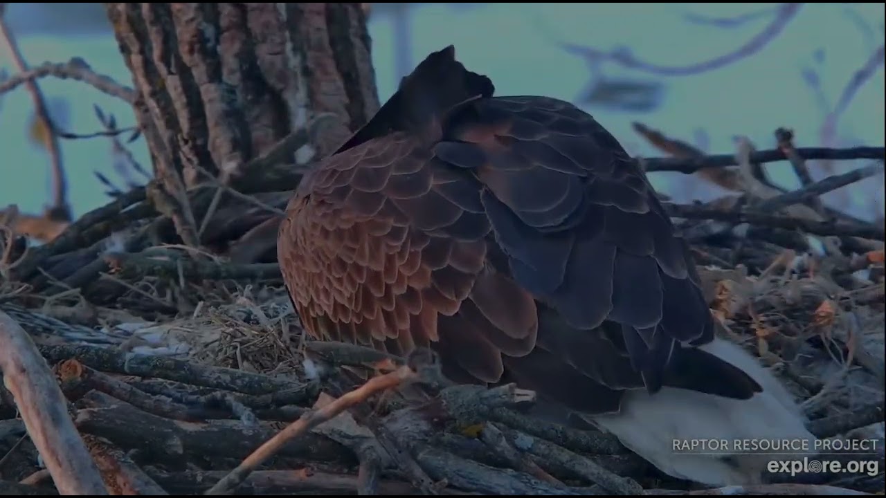 Decorah Eagles 3-17-26, 7:28 am HD brings a stick, HM2 is not impressed, shift change