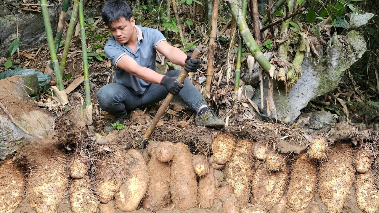 On each trip to the forest, Trieu Kha harvests huge potatoes that sell for a high price.