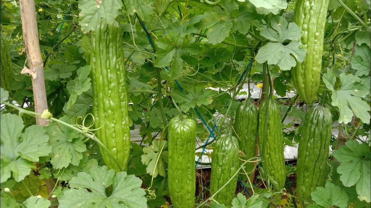 Inialah Pupuk Pelebat Bakal Buah Pare 35 hst