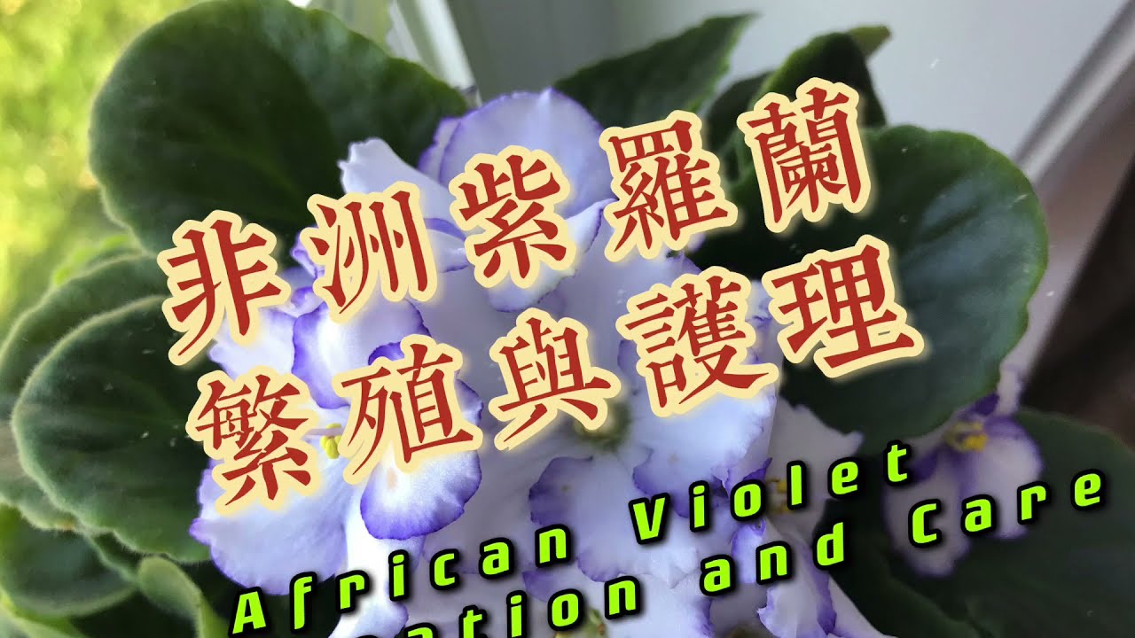 非洲紫罗兰如何繁殖与护理How to Propagate and Care of African Violet