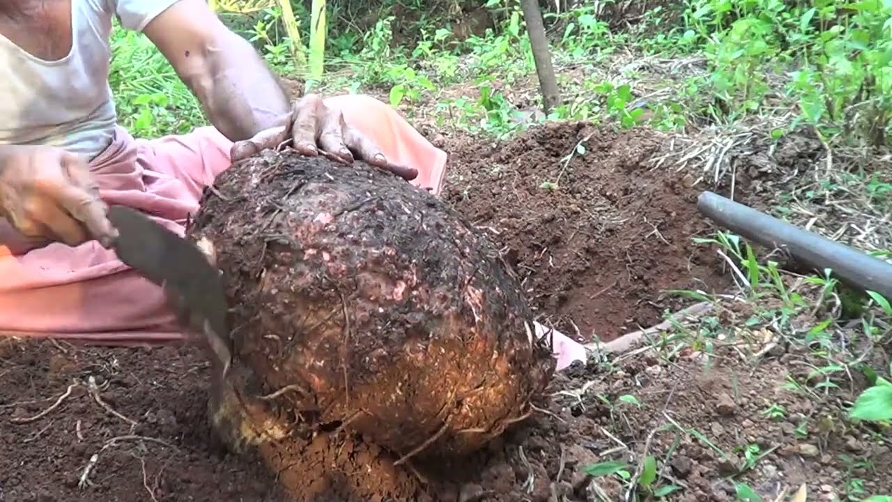 I Harvesting Organic Elephant Foot Yam / The wild boar coming Area