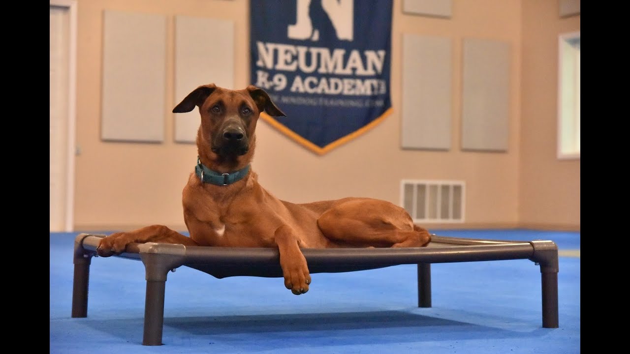 Toro (Doberman/Malinois Mix) Puppy Camp Dog Training Video Demonstration