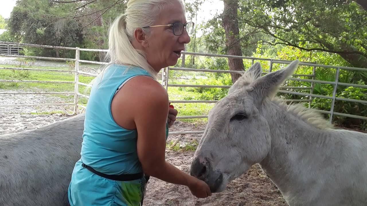 Donkey/horse/mule Using positive reinforcement to build trust