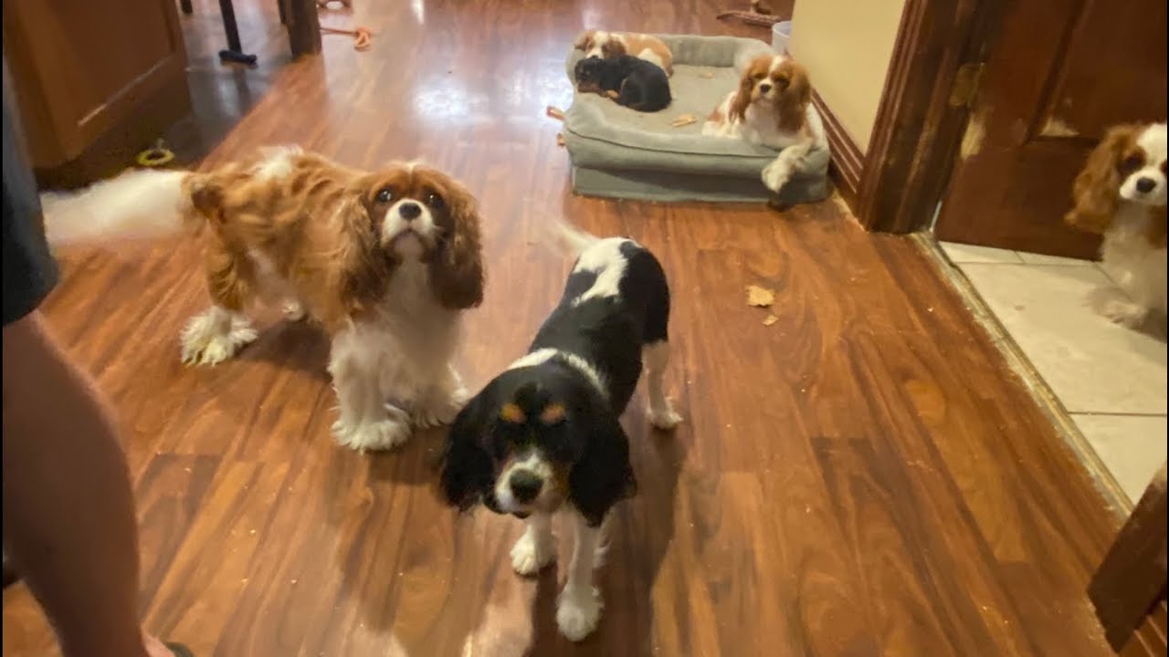 Cavalier Puppy Live Stream: Big Dogs in the Kitchen