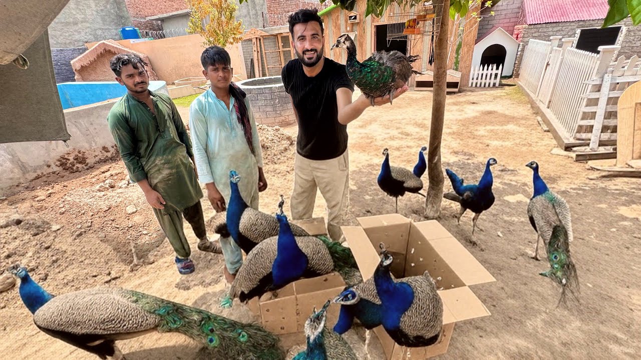 Itny Sary Peacocks A Gye waoo 🦚